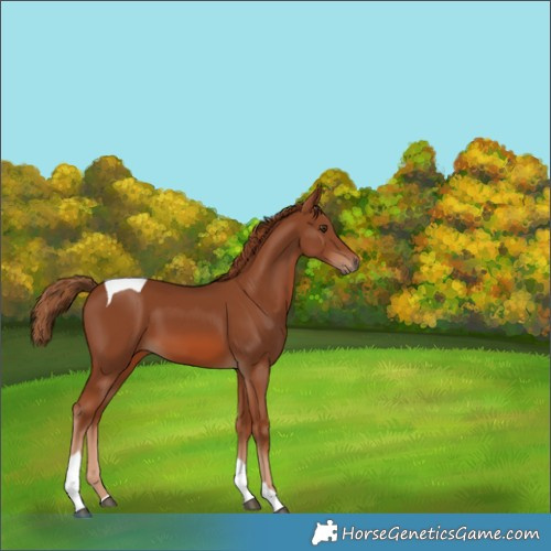 Horse Color:Chestnut Tobiano