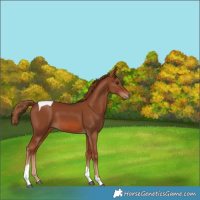 Horse Color:Chestnut Tobiano