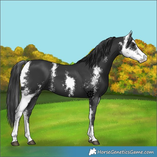 Horse Color:Black Sabino
