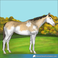 Horse Color:Buckskin Splash