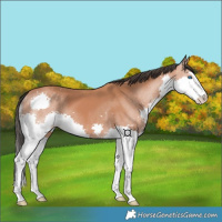 Horse Color:Bay Splash 