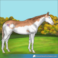 Horse Color:Chestnut Splash