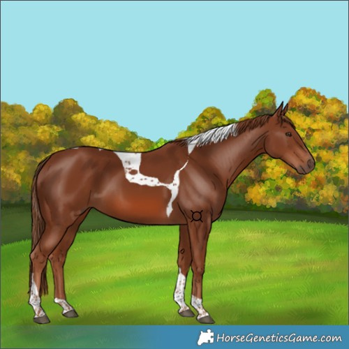 Horse Color:Chestnut Tobiano 