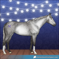 Horse Color:Gray Silver Blue Roan 