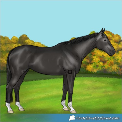 Horse Color:Gray Black