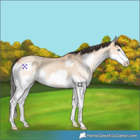 Horse Color:Bay Dun Splash 