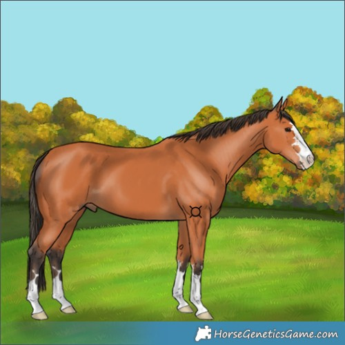 Horse Color:Bay 
