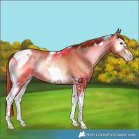 Horse Color:Gold Champagne Onyx Tobiano