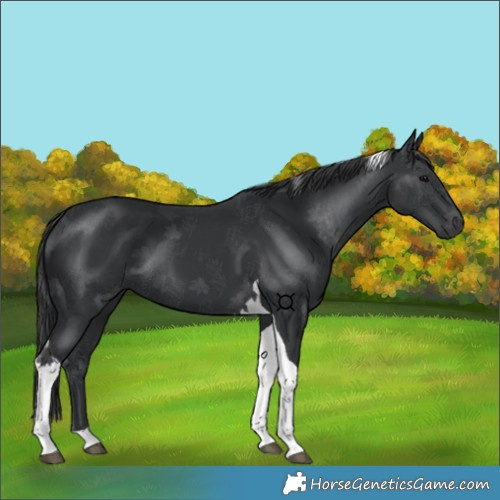 Horse Color:Black Tobiano 