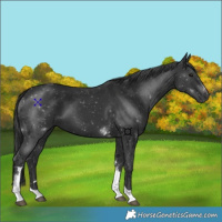 Horse Color:Black Tobiano 