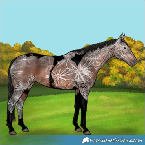 Horse Color:Gray Void Bay Ice Tobiano