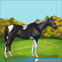 Horse Color:Gray Black Tobiano 