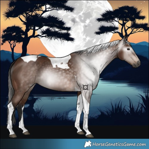 Horse Color:Gray Bay Tobiano 