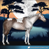 Horse Color:Gray Bay Tobiano 