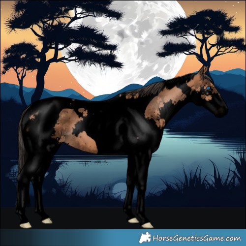 Horse Color:Void Bay Splash Tobiano 