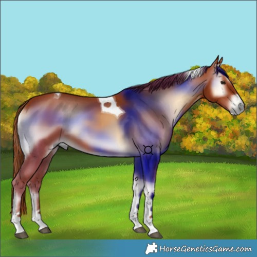 Horse Color:Red Onyx Tobiano 