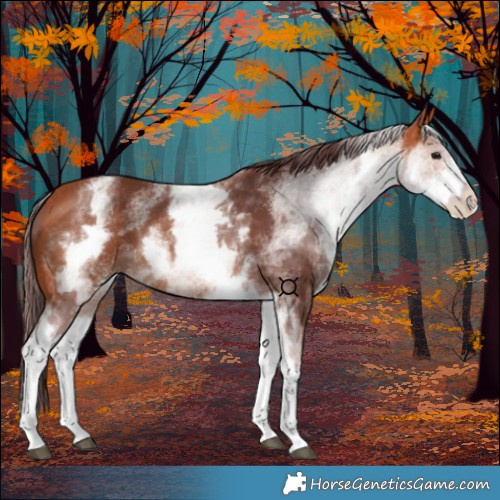 Horse Color:White Spotted Chocolate Bay 