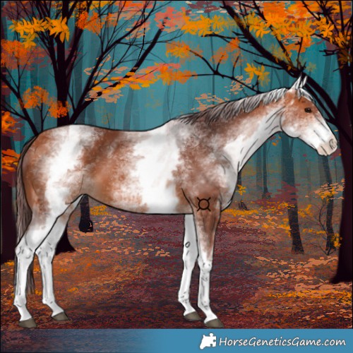 Horse Color:White Spotted Chocolate Bay 