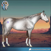 Horse Color:Gray Chestnut 