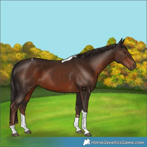 Horse Color:Liver Chestnut Tobiano 