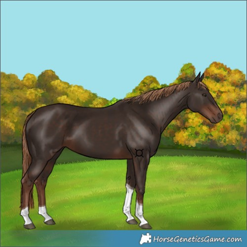 Horse Color:Liver Chestnut Tobiano 