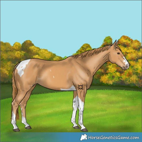 Horse Color:Chestnut Tobiano 