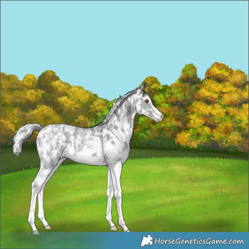 Horse Color:Silver Black Chinchilla Ice Sabino 