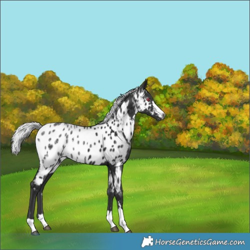 Horse Color:Gray Silver Black Chinchilla Ice Appaloosa 
