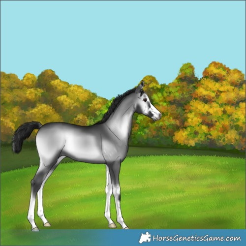 Horse Color:Gray Blue Onyx Chinchilla 