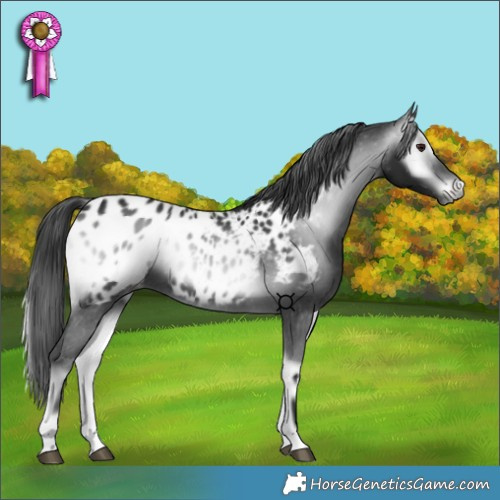 Horse Color:Gray Blue Onyx Chinchilla Appaloosa 