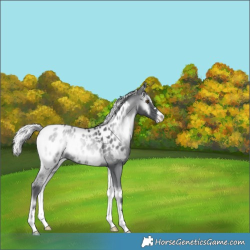 Horse Color:Silver Blue Onyx Chinchilla Ice Appaloosa 