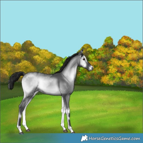 Horse Color:Gray Blue Onyx Chinchilla Ice 