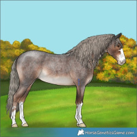 Horse Color:Liver Red Roan 