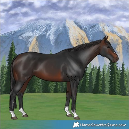 Horse Color:Brown 