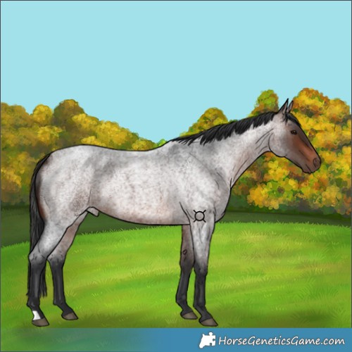 Horse Color:Brown Roan 