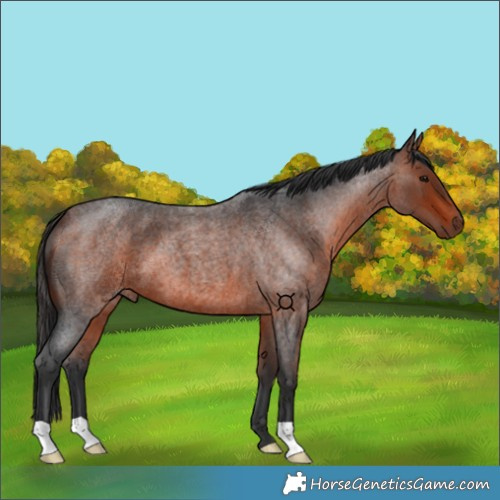 Horse Color:Bay Roan 
