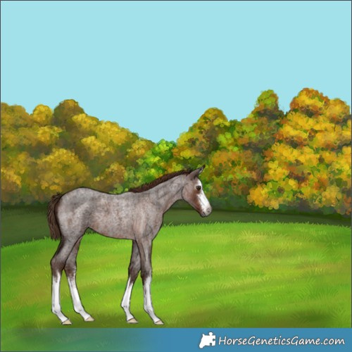 Horse Color:Gray White Spotted Red Ice Roan 