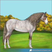 Horse Color:Liver Red Roan 