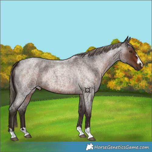 Horse Color:Liver Red Roan 