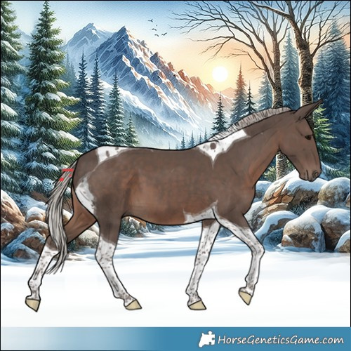 Horse Color:Silver Black Tobiano 