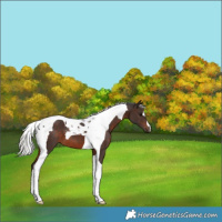 Horse Color:Silver Brown Tobiano 