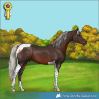 Horse Color:Silver Brown Tobiano 