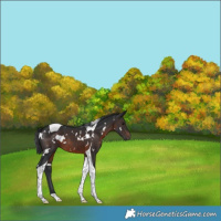 Horse Color:White Spotted Brown Tobiano 