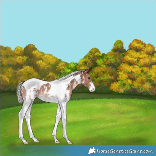 Horse Color:Silver Bay Sabino Tobiano Rabicano 