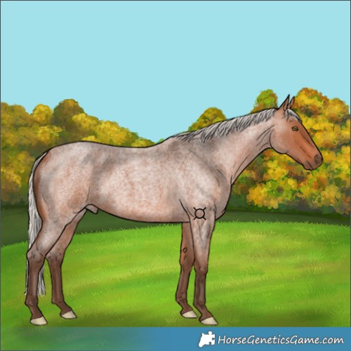 Horse Color:Silver Bay Roan 