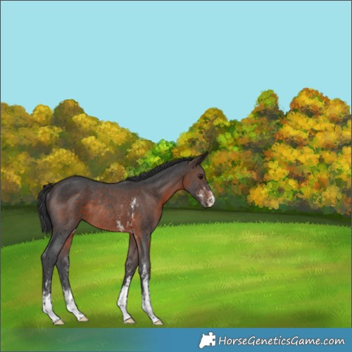 Horse Color:Brown Sabino Rabicano 