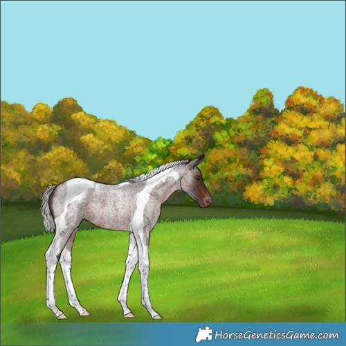 Horse Color:Silver Brown Roan Tobiano Appaloosa 