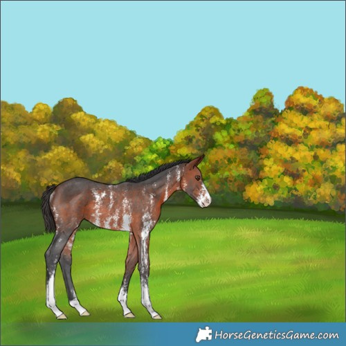 Horse Color:Bay Sabino Rabicano 