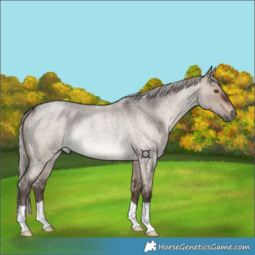 Horse Color:Silver Brown Roan Dun Rabicano 