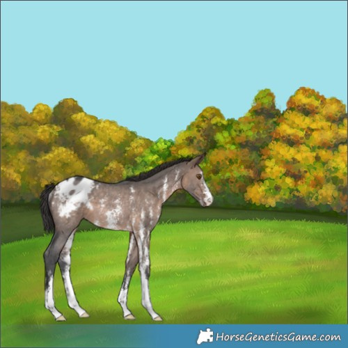 Horse Color:Brown Dun Sabino Appaloosa Rabicano 